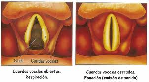 Cuerdas Vocales