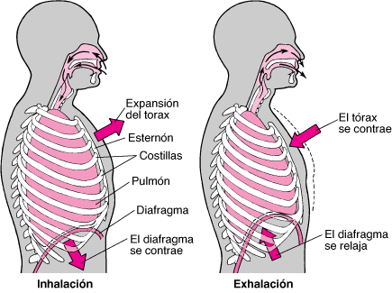 respiración costo diafragmática abdominal