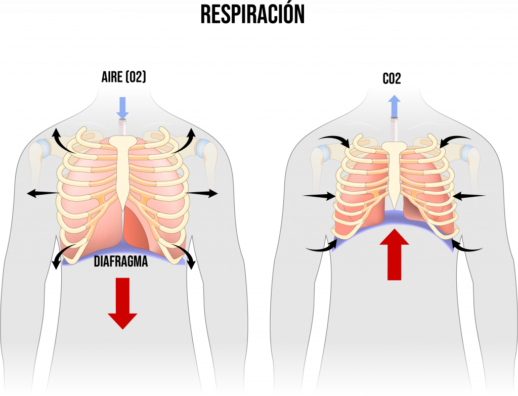 Respiración costo diafrgmática abdominal