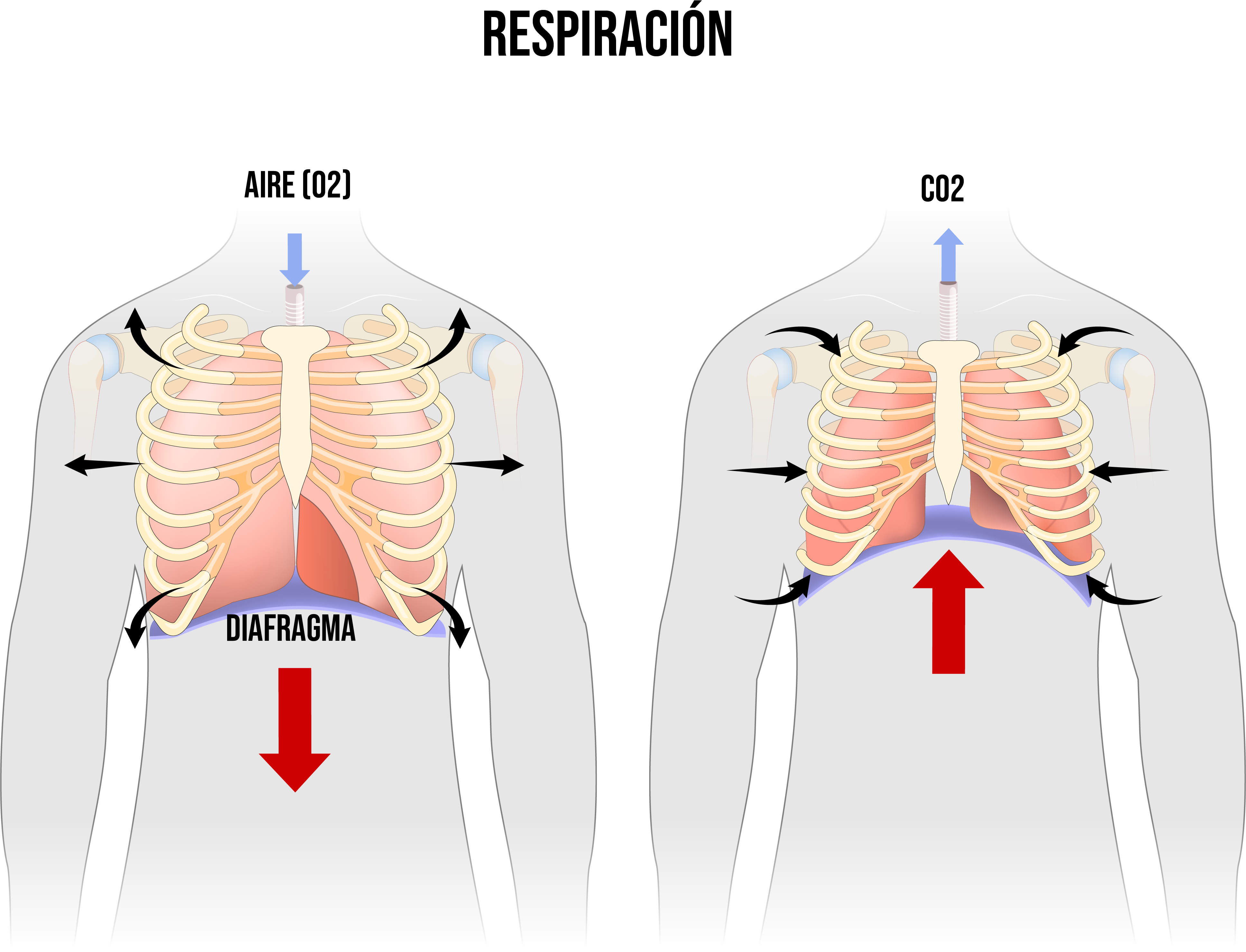 Respiración costo diafrgmática abdominal